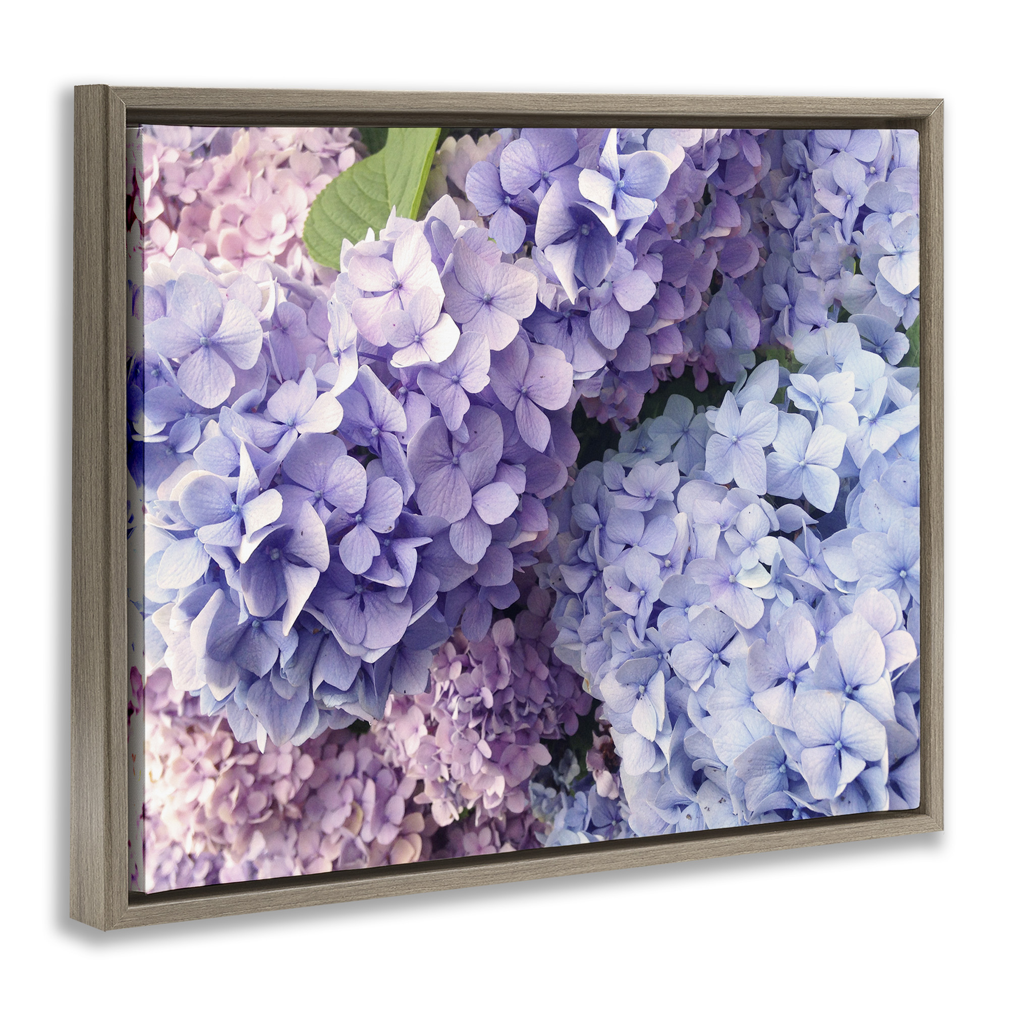Stupell Industries Pastel Hydrangea Flower Petals Botanical & Floral Photography Brown Floater Framed Canvas Art Print Wall Art, 31 x 25