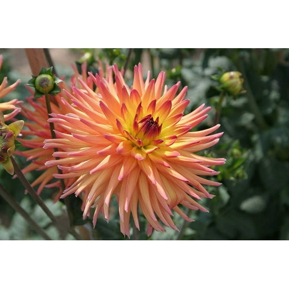 25 CACTUS DOUBLE DAHLIA Mix Variabilis Mixed Colors Hummingbird Flower Seeds