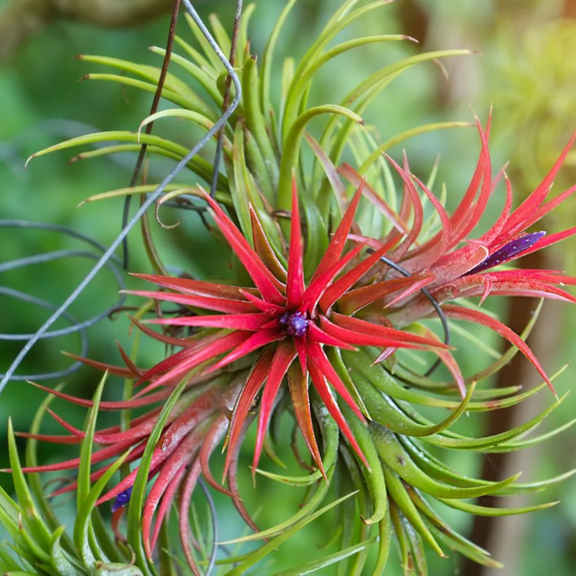 Set 10 Air Plants Live, Tillandsia Airplants Indoor Houseplants, 2 to 3 Inches