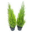 thumbnail image 2 of 2-PK Live Dwarf Lemon Cypress, Cupressus macrocarpa ‘Goldcrest Wilma,’ Live Indoor Tree, Houseplant, Garden Plant, Fragrant Plant, 6.0-in Pot(s), 2 of 6