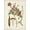 Unframed, variant on Art.com Vintage Flowering Trees V Art Print by 0 Unknown, 12" x 16"