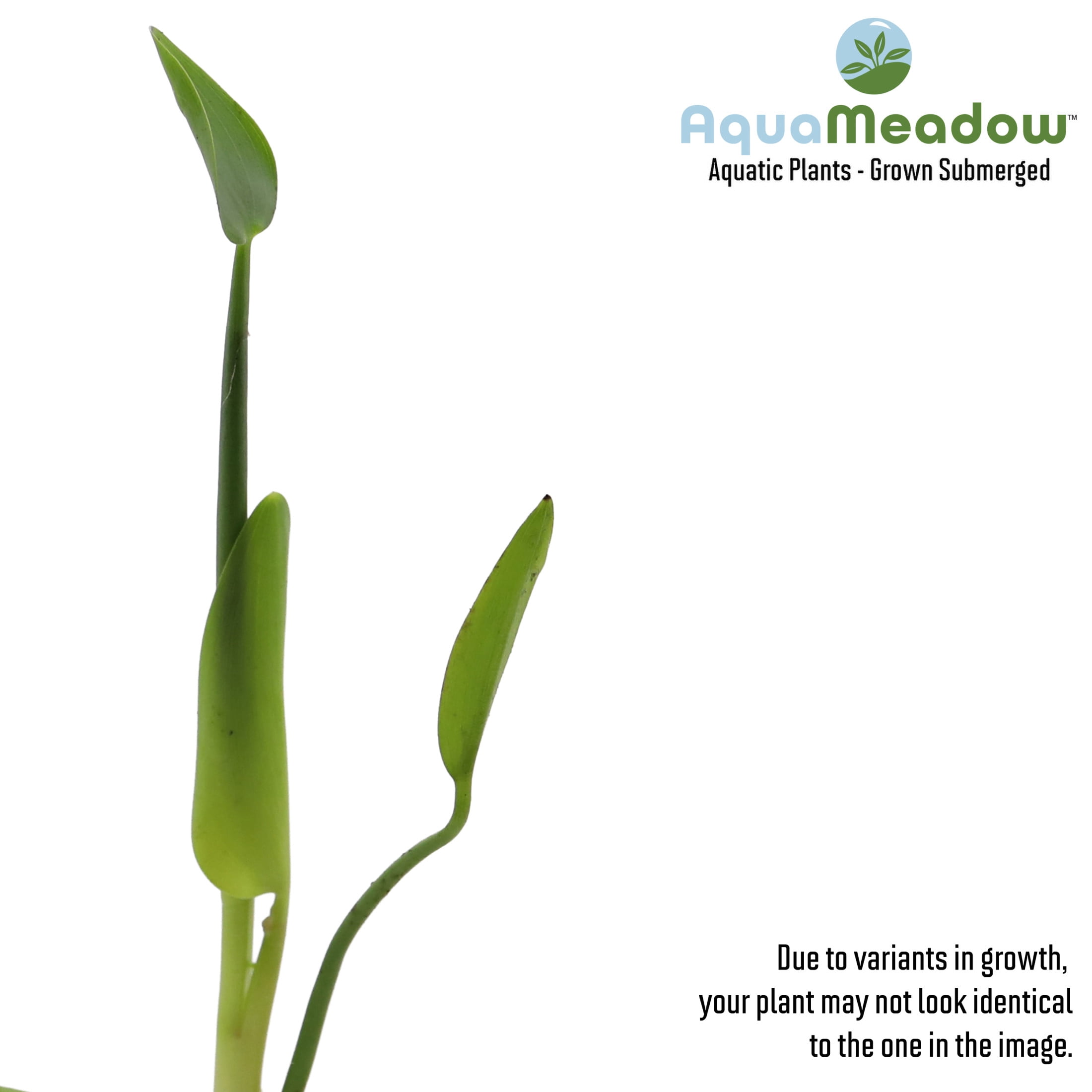AquaMeadow White Pickerel Rush Potted Reg 3ct