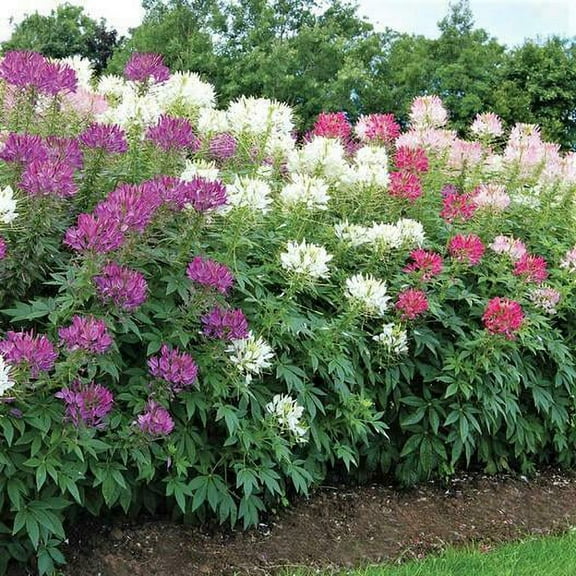 Cleome MIXED COLORS 200 Seeds - Mother Nature's Seeds - Wildflower Seeds - Flower Seeds for Planting - Non-GMO