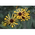 thumbnail image 3 of Seedville 300 Sweet Coneflower/ Rudbeckia Subtomentosa Flower Seed, 3 of 7