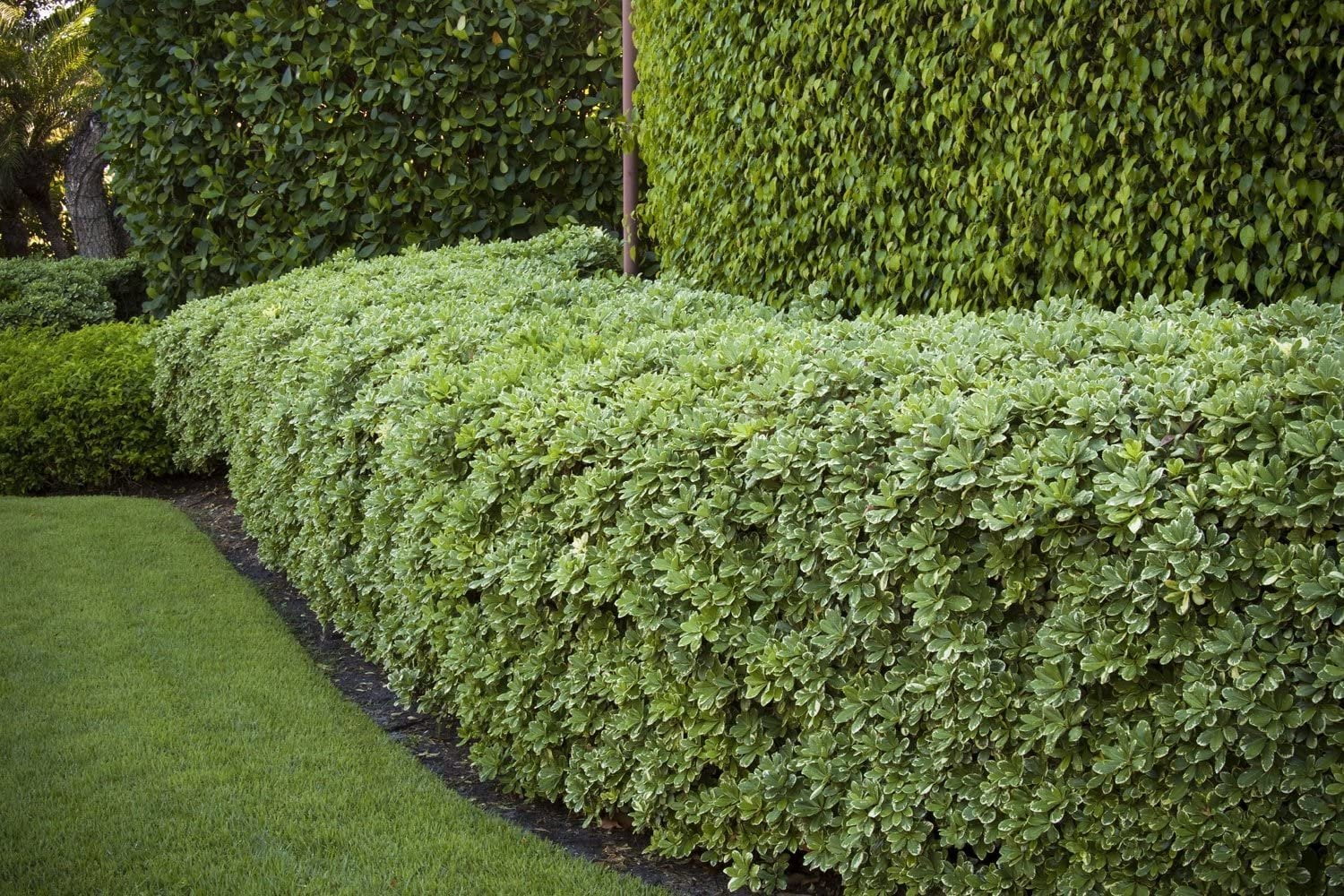 Variegated Pittosporum  10 Live Plants  Pittosporum Tobria Variegatum  Evergreen Border Accent Hedge Shrub