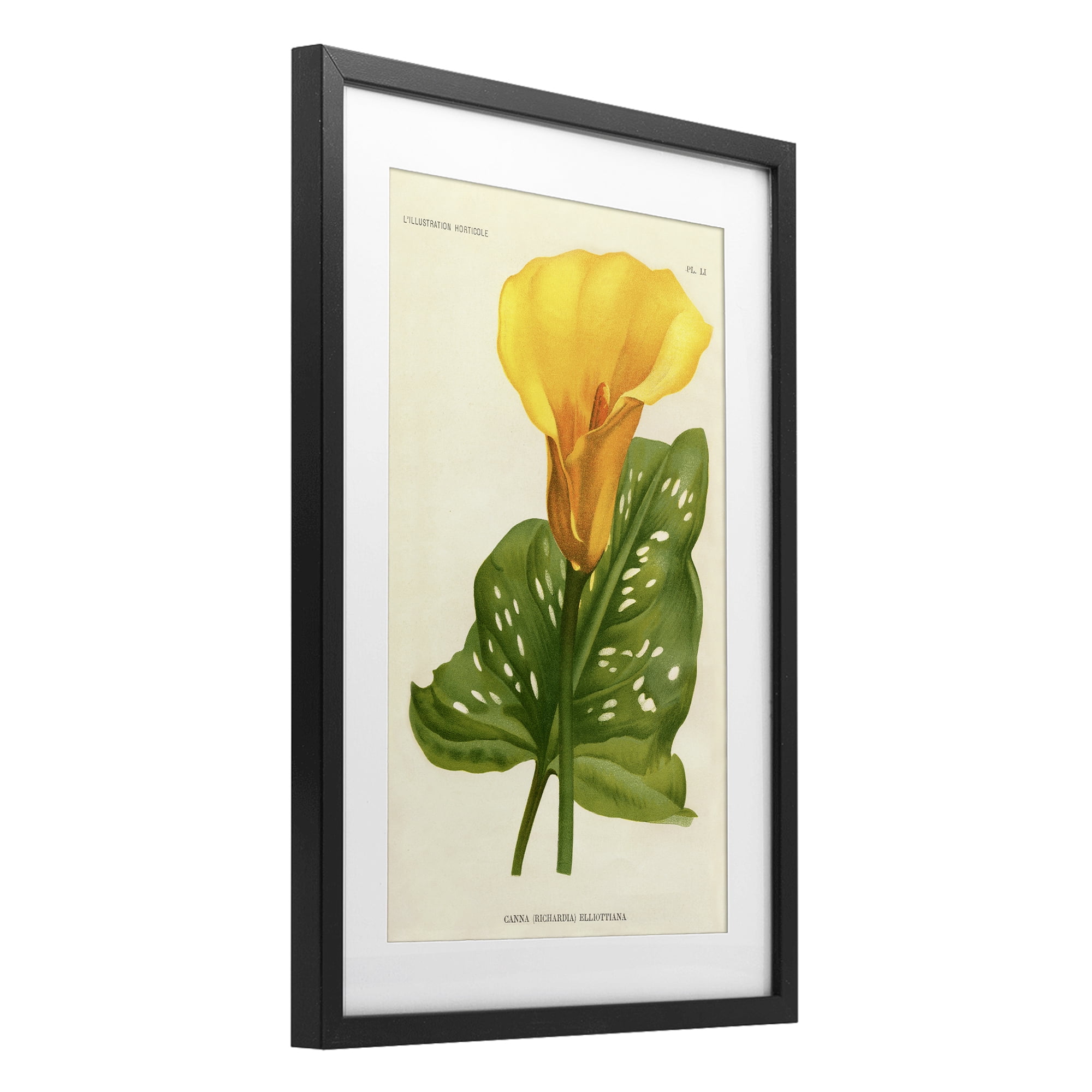 Stupell Industries Yellow Canna Lily Black Framed Print Under Glass, design by Print Collection