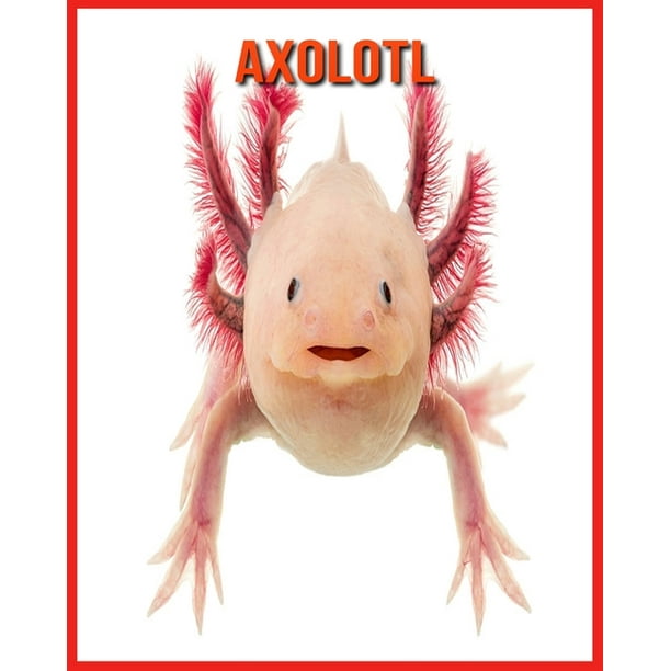 Axolotl Fatti Sorprendenti Sui Axolotl Paperback Walmart Com Walmart Com