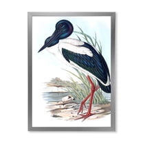 Designart 'Australian Vintage Birds I' Traditional Framed Art Print