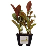 Ficus elastica Ruby Variegated Rubber Tree, Starter Plant. lot of 2