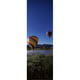 Panoramic Images PPI124109L Montgolfières Montgolfière Montgolfière Rodéo Bateau à Vapeur Ressorts Colorado USA Affiche Imprimée par Panoramic Images - 12 x 36 – image 1 sur 1