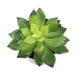 thumbnail image 1 of Simulaciones Mini suculentas Plantas artificiales de plástico falso Decoraciones para la sala de estar del jardín del hogar Advancent JJ18127-01, 1 of 6