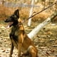 thumbnail image 3 of Collar De Perro Ajustable, Camuflaje, Cómoda Hebilla En D, Hebillas De Metal Ligeras De Doble Fila, Collar De Perro Para Mascotas, Seguridad Para Caza Para Perros Medianos Y, 3 of 8