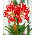 thumbnail image 1 of HJADGG Double Amaryllis Bulbs for Fall Planting Large Hippeastrum Perennial Flowers Bulbs Size 10-11 Inch Perfect for Garden, Gift with Wrapping and Planting Instruction (1, Double Splash), 1 of 7