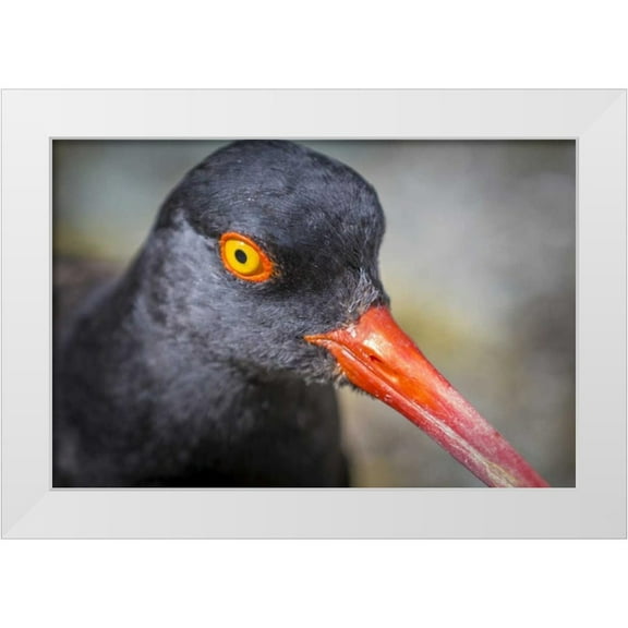 Paulson, Don 18x13 White Modern Wood Framed Museum Art Print Titled - Alaska, Glacier Bay NP Black oyster catcher bird