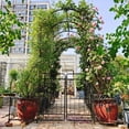 thumbnail image 2 of Metal Garden Arch with Gate 79.5'' Wide x 86.6'' High Climbing Plants Support Rose Arch Outdoor Black, 2 of 26