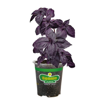 Bonnie Plants Purple Basil 19.3 oz.