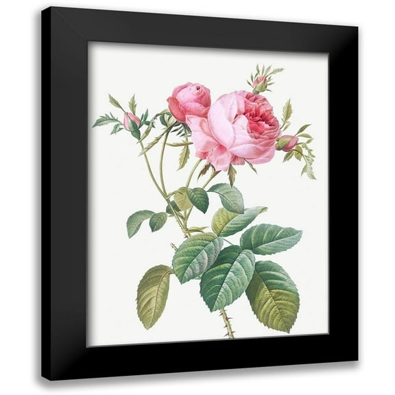 Redoute, Pierre Joseph 12x14 Black Modern Framed Museum Art Print Titled - Rose de Mai, Rosa centifolia foliacea