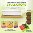 thumbnail image 3 of Kit de cultivo de microgreens ZESTIGREENS con maceta de cerámica, 3 of 7