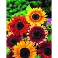 thumbnail image 2 of 25+ Seeds- Autumn Beauty Sunflower Seed-#E003- Authentic Seeds-Flowers-Seeds-Rose seeds-Herb seeds-Vegetable Seeds-Mix Seeds for Plant- B3G1, 2 of 4