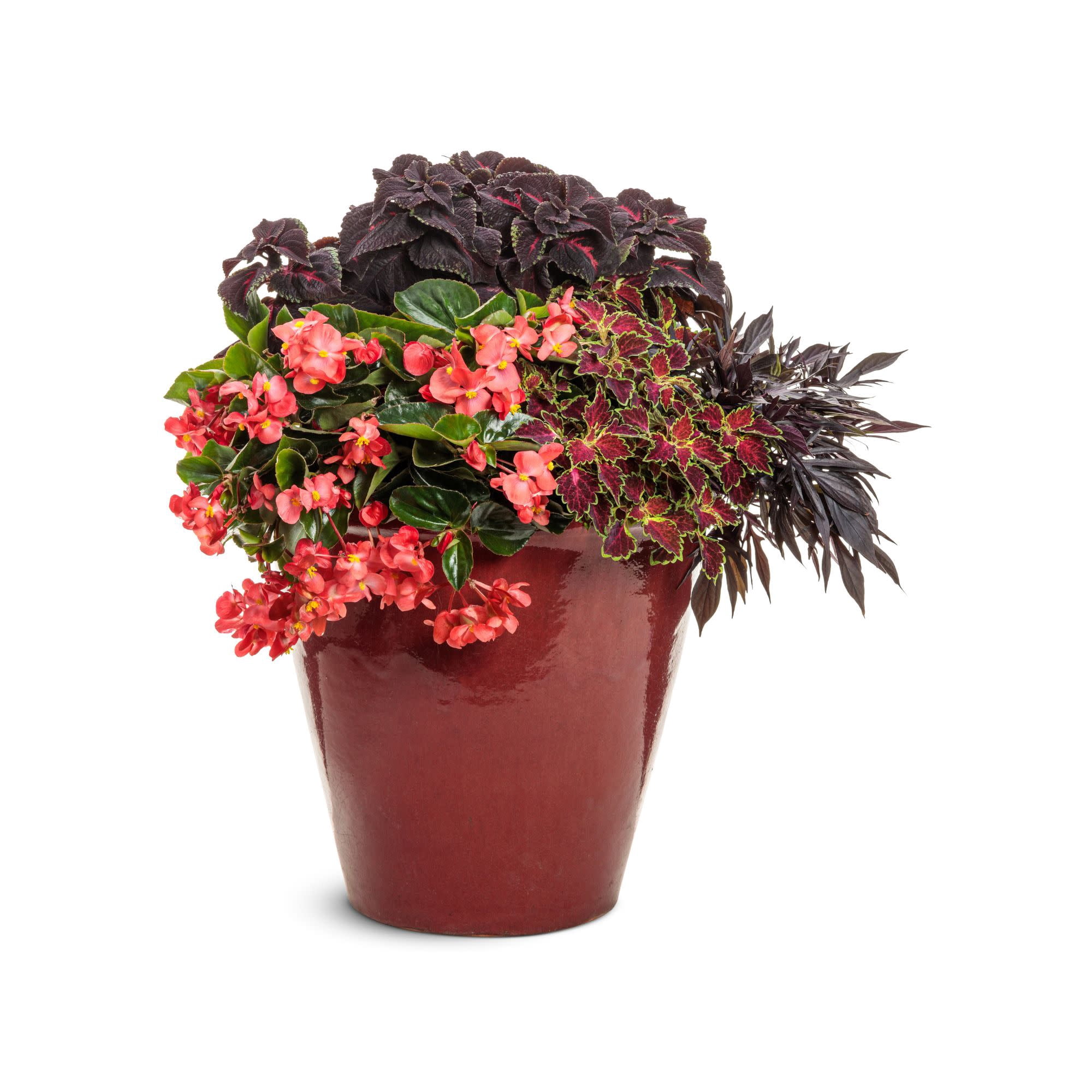 Proven Winners 4" Surefire Cascade Red Begonia Live Plant in 4.25" Pot (4 Count)