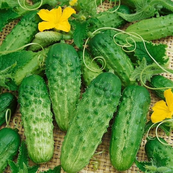 Pick a Bushel F1 Hybrid AAS Cucumber Seeds - 3 g Packet ~100 Seeds - Non-GMO, F1 Hybrid - Vegetable Garden - Cucumis sativus