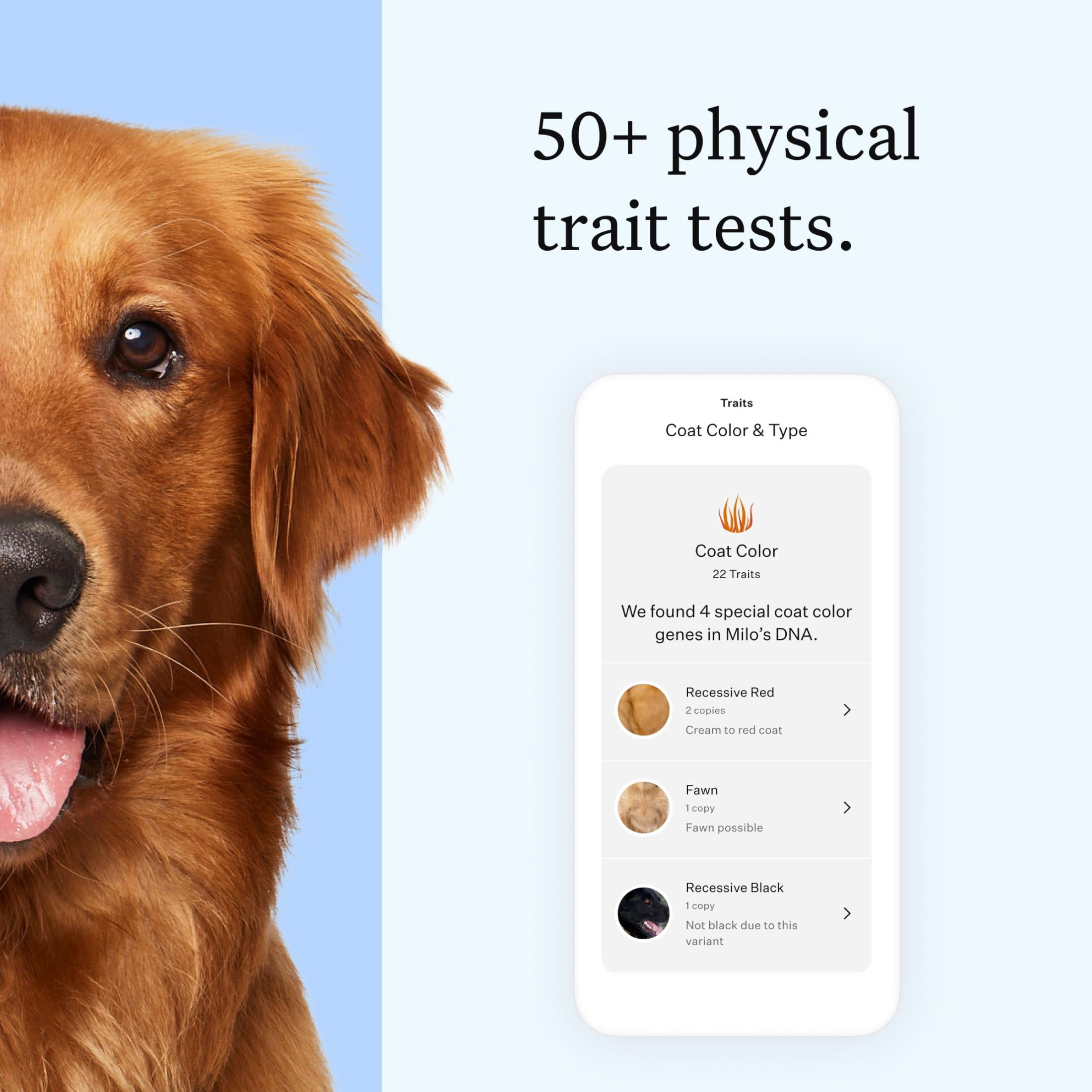 Wisdom Panel Essential Dog DNA Testing Kit, Most Accurate Test, 430+ Dog Breeds, 30 Genetic Health Conditions, 50+ Traits, Relatives, Ancestry, 1 Pack