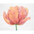 thumbnail image 2 of OToole, Tim 32x26 White Modern Wood Framed Museum Art Print Titled - Single Pink Bloom I, 2 of 4