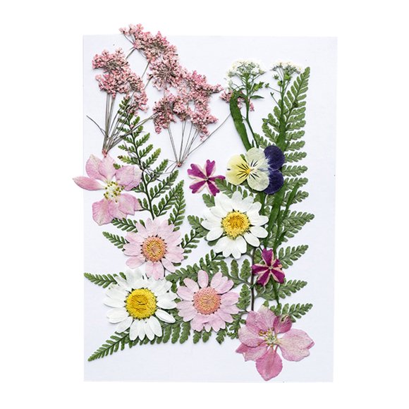 Natural Dried Flower Embossed Crafts Plants Pressed Dried Flower Art Decoration Flowers Dry Colorful Decoration Jewellery Household Decorative Supply Type 6
