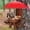 Brown, variant on Bxaolu Squirrel Feeder Picnic Table with Umbrella, Carbonized Wood Squirrel Feeder for Outside Funny Chipmunk Feeder with Corn Cob Holder Structure Solid for Squirrel Gifts