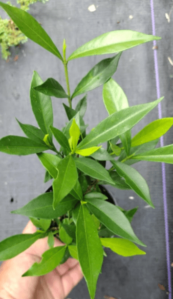 Frostproof Cape Jasmine Plant Live for Planting, Arabian Jasmine Plant for Indoor Outdoor 4 to 6 Inch Tall