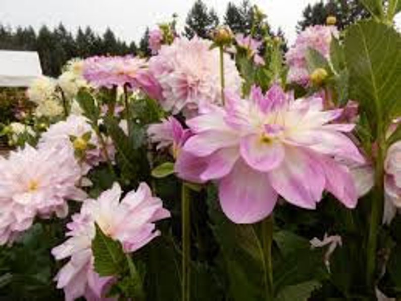 40 Seeds Mikayla Dahlia Seeds - Pollinator Friendly,, Heirloom Flower Seeds Mix for Gardens