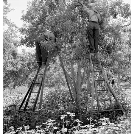 Washington Harvest 1939 Nmigrant Workers Picking Pears At Pleasant Hill Orchards Yakima Valley Washington State Photograph By Dorothea Lange August 1939 Poster Print by Granger
