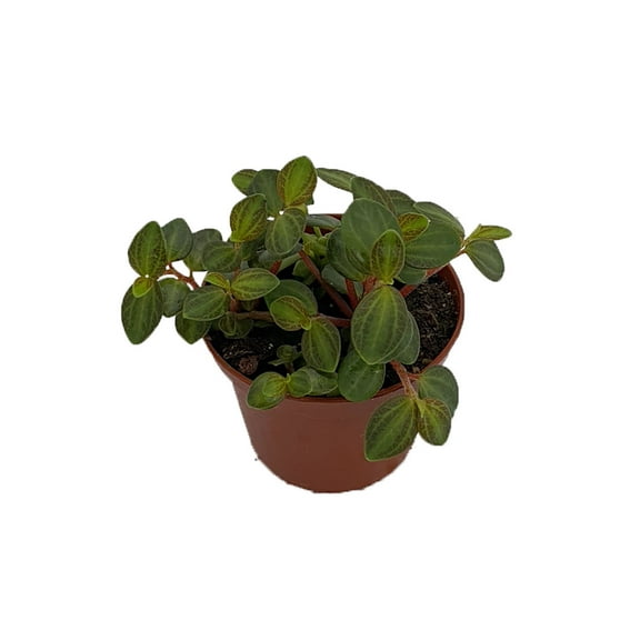 La Laja Trace Peperomia Plant - 2.5" Pot