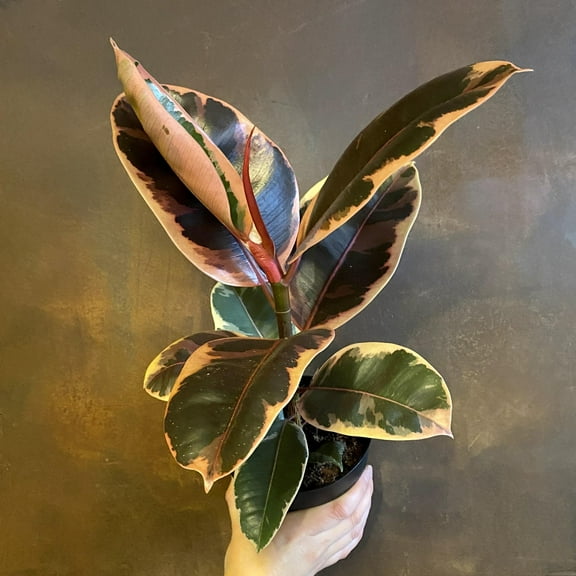 Belize Rubber Tree-Variegated Foliage-Indoor Friendly 6" Pot