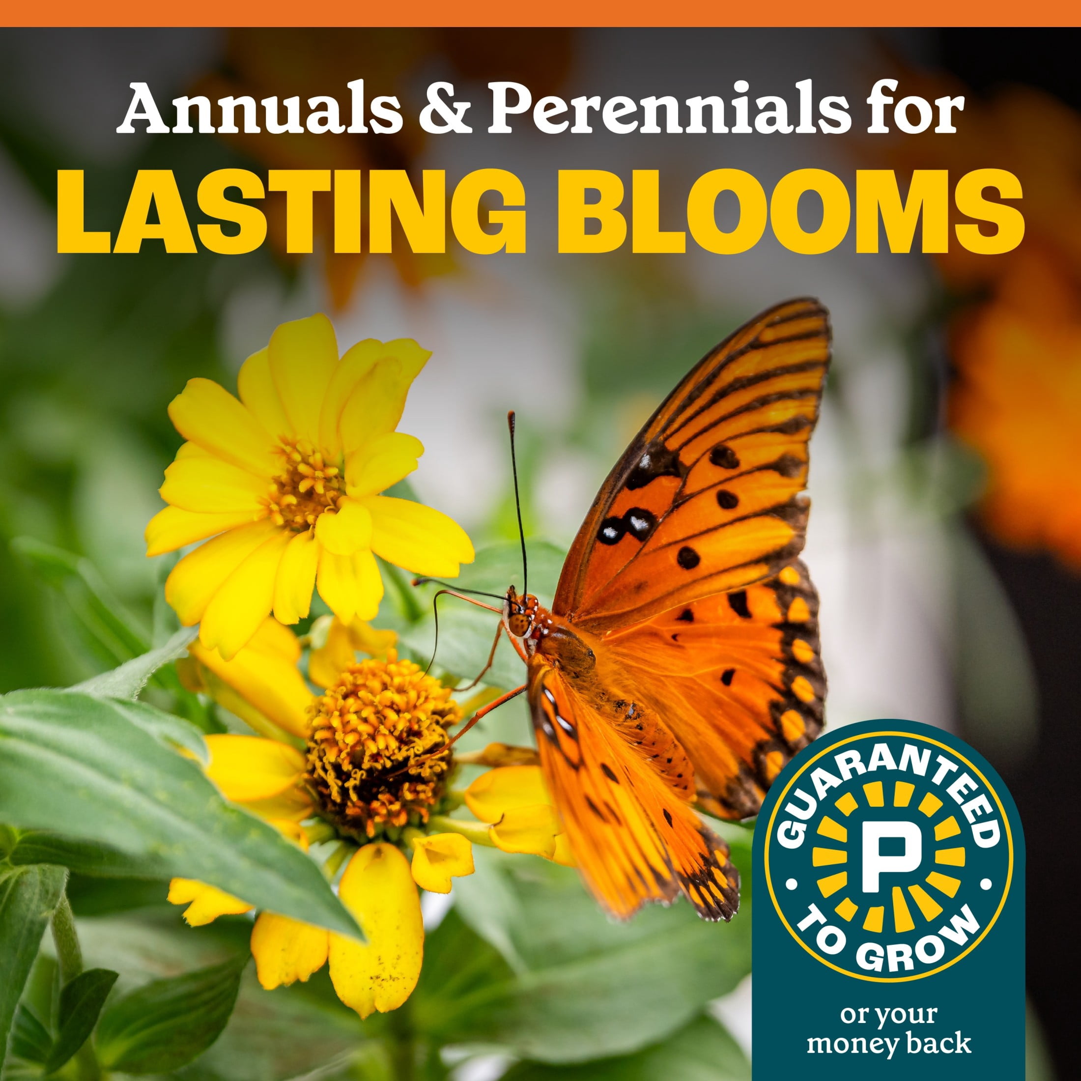 Pennington Wildflower Meadow Lawn Butterfly and Hummingbird Perennial Full Sun Seed Mix, Flower Plants & Seeds, 32 oz Bag