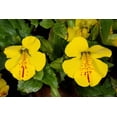 thumbnail image 3 of Seedville 250 Monkey/ Mimulus x Grandiflorus Flower Seed, 3 of 11