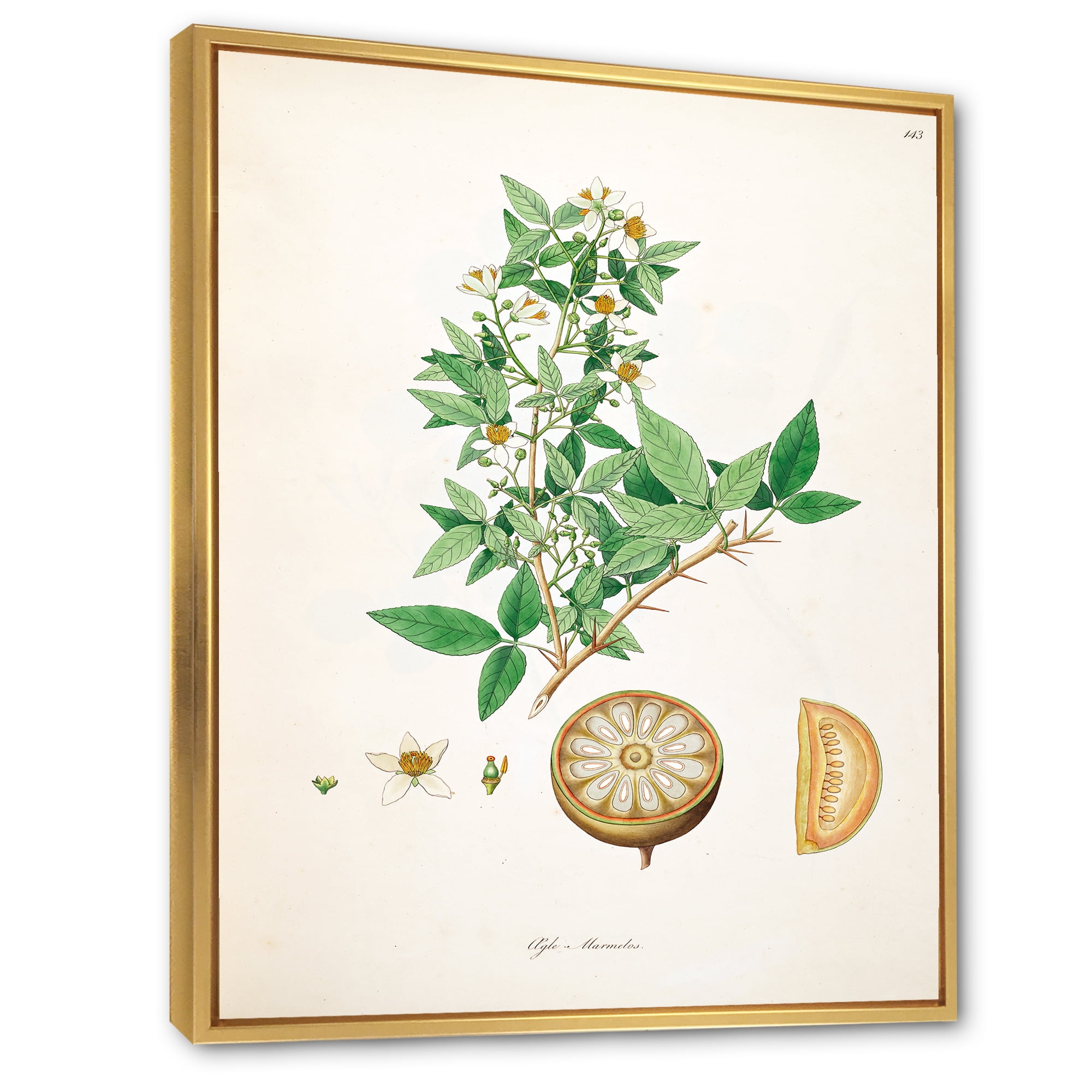 Designart 'Ancient Plant Life X' Farmhouse Framed Canvas Wall Art Print