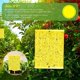 thumbnail image 1 of Paquete de 20 trampas adhesivas amarillas de doble cara para insectos voladores como mosquitos de hongos, moscas blancas, pulgones, minadores de hojas y trips (6" x 10") Sincero Electrónica, 1 of 5