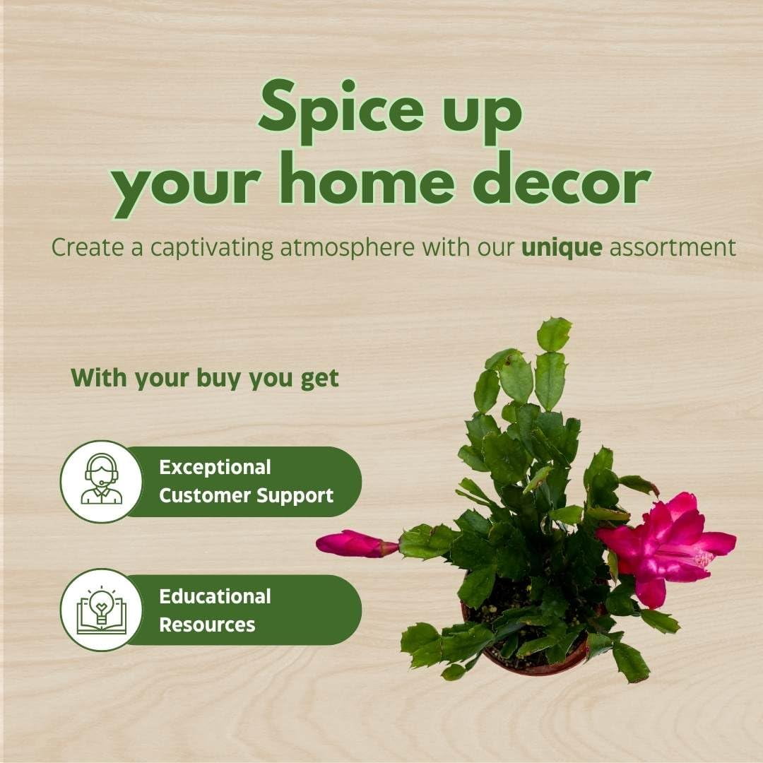 Christmas Cactus, 4 inch Xmas Thanksgiving Easter Holiday Schlumbergera Cacti Pink Red Assorted Flower