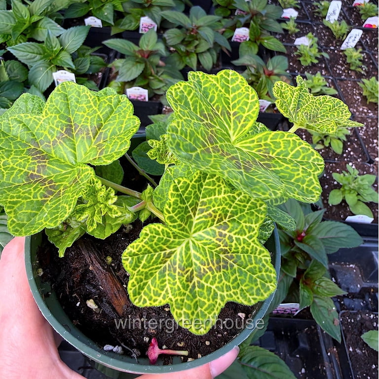 Pelargonium peltatum, Crocodile - Ivy Geranium, Ivy Leaved Geranium