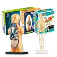 thumbnail image 2 of 3D Human Body Torso Model Assembly DIY Human Body Organ Teaching Tools, 2 of 5