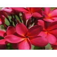 thumbnail image 6 of Hawaiian Frangipani Plumeria Live Shrub Plant Cuttings Multi Color 4 Pack Full Sun, 6 of 11
