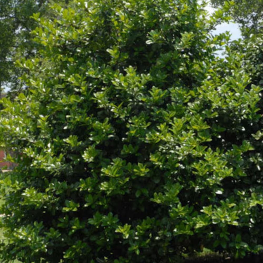 Expert Gardener 3-4 ft. tall Needle Point Holly Live Tree in 7-Gallon Grower Pot