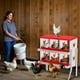 thumbnail image 3 of Cajas Nido para Gallinas, Caja Metálica con 6 Compartimentos, Percha, Tapa Segura, Versátil para Montaje en Pared o Independiente, 3 of 7