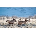 thumbnail image 2 of Garber, Howie 32x20 White Modern Wood Framed Museum Art Print Titled - Two Bull elk graze in sagebrush-Grand Teton National Park-Wyoming, 2 of 4