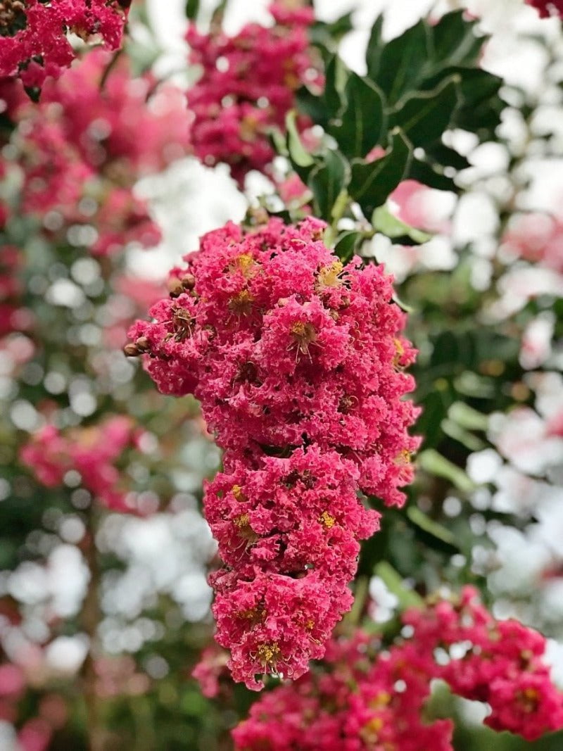 Expert Gardener 3-4 ft tall Tuscarora Crape Myrtle Live Tree in 7-Gallon Grower Pot