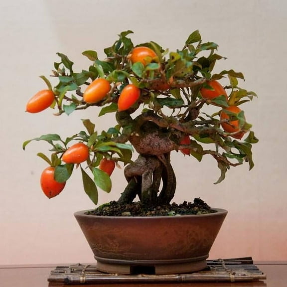 Bonsai Tree Goji Berry Tree Seeds, 10 Pack - Highly Prized Flruit Bonsai - 10 Seeds to Grow