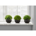 thumbnail image 2 of Artificial Plant - 5" Tall - Grass - Indoor - Set Of 3 - Green Plant - Black Pot, 2 of 3