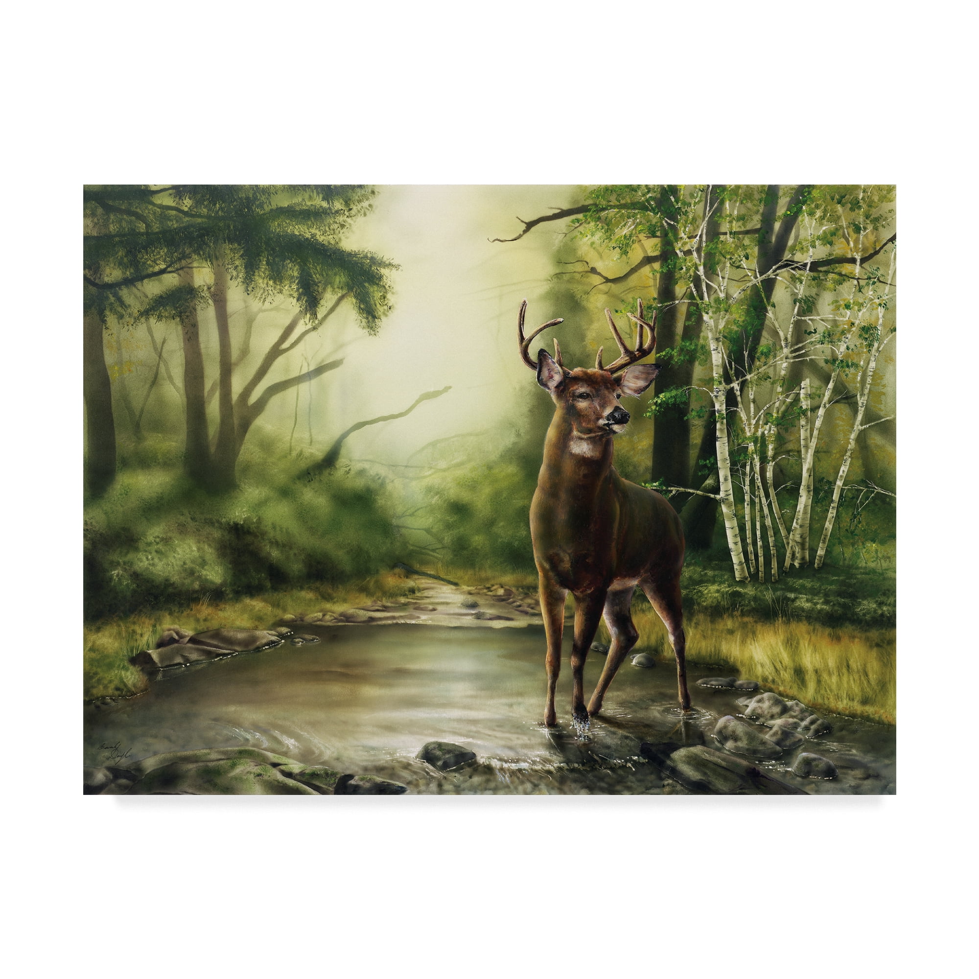 Trademark Fine Art 'Deer In Woods' Canvas Art by Beverly Doyle