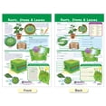 thumbnail image 4 of All About Plants Bulletin Board Chart Set – Set of 5, 4 of 9